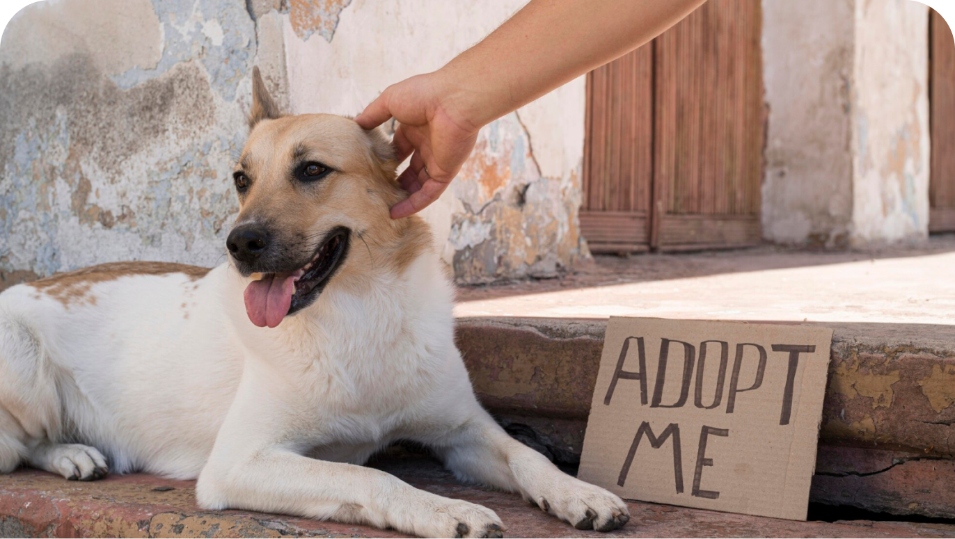 Centralized Pet Adoption Platform