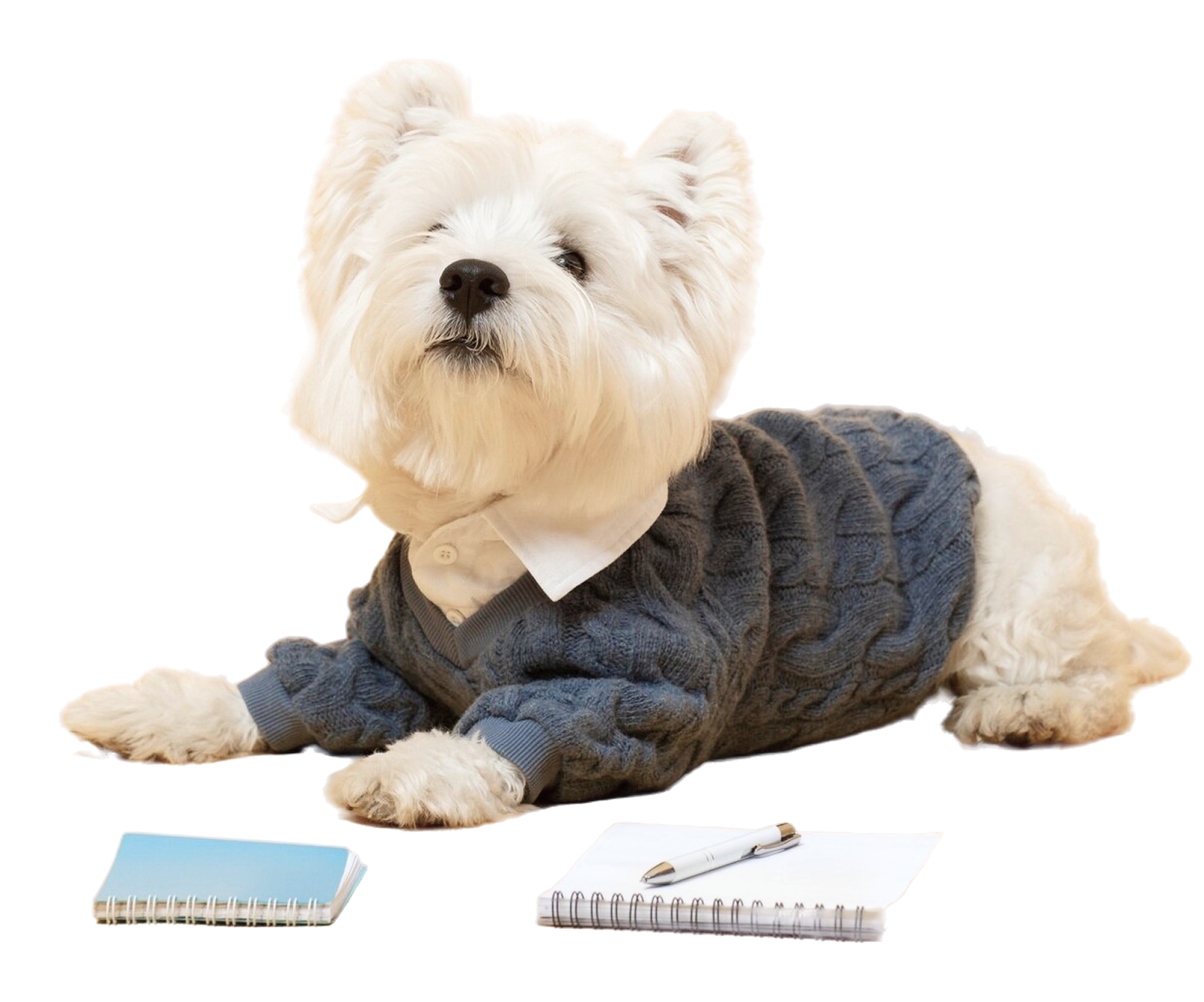Contact Us Dog