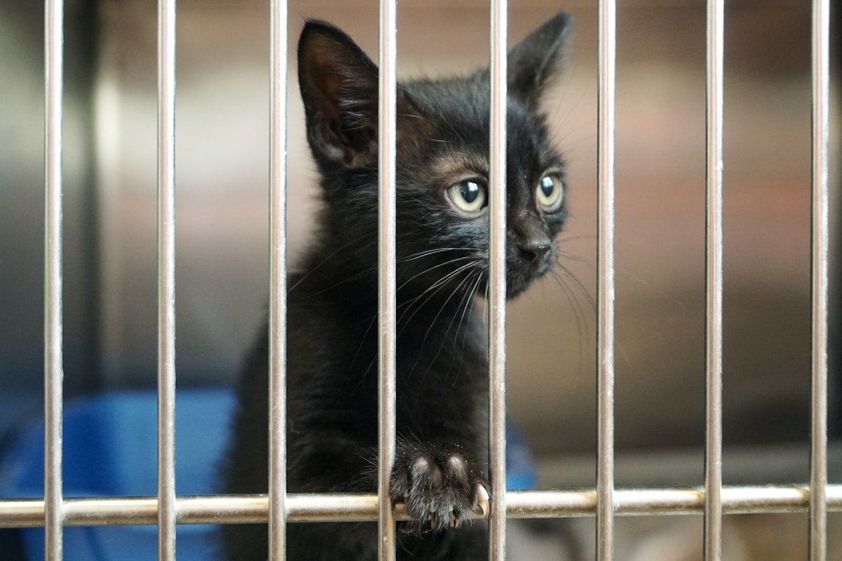 Adoption