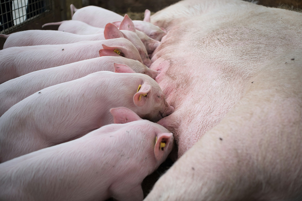 Pig